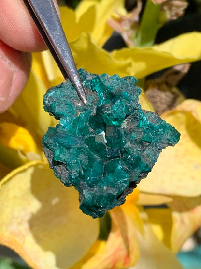 Dioptase, spécimen cristalisé de 32mm x 26 x 14 - 7,8 grammes ! Rare et puissante en minéralogie et lithothérapie !