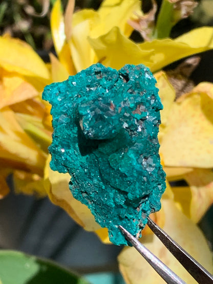 Dioptase, spécimen cristalisé de 42mm x 27 x 27 - 28 grammes ! Rare et puissante en minéralogie et lithothérapie !