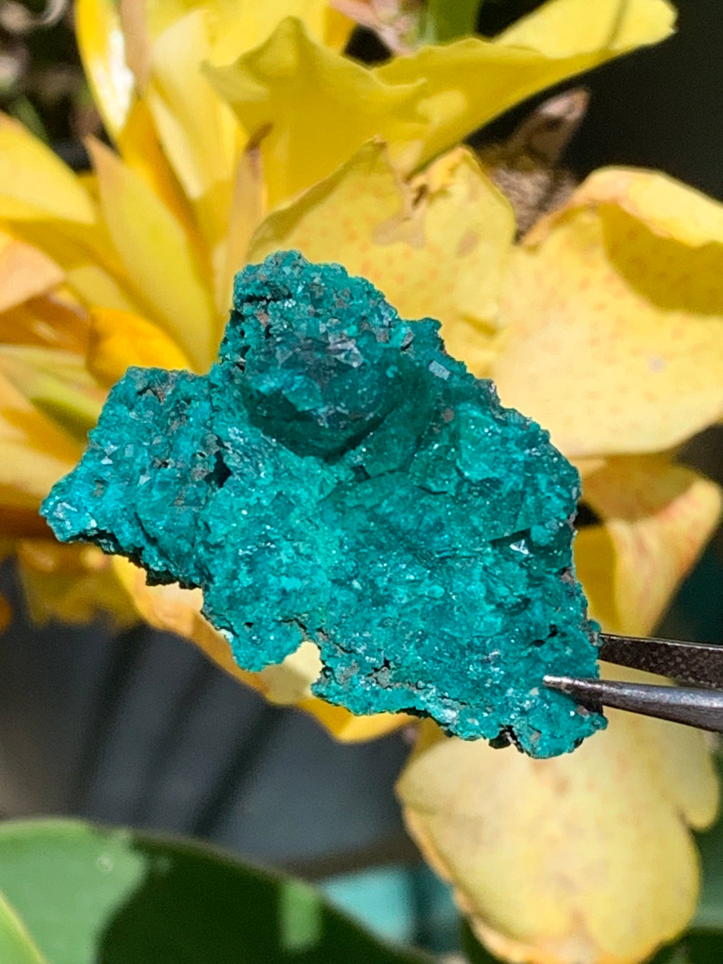 Dioptase, spécimen cristalisé de 42mm x 27 x 27 - 28 grammes ! Rare et puissante en minéralogie et lithothérapie !