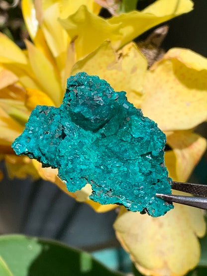 Dioptase, spécimen cristalisé de 42mm x 27 x 27 - 28 grammes ! Rare et puissante en minéralogie et lithothérapie !