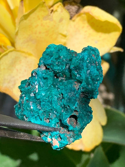 Dioptase, spécimen cristalisé de 42mm x 27 x 27 - 28 grammes ! Rare et puissante en minéralogie et lithothérapie !