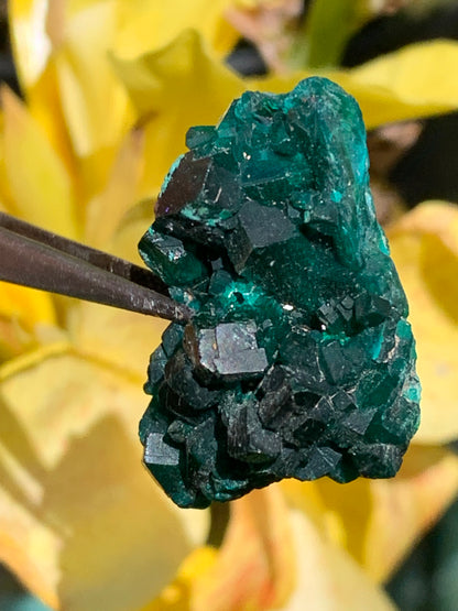 Dioptase, spécimen cristalisé de 34mm x 20 x 14 - 10,2 grammes ! Rare et puissante en minéralogie et lithothérapie !