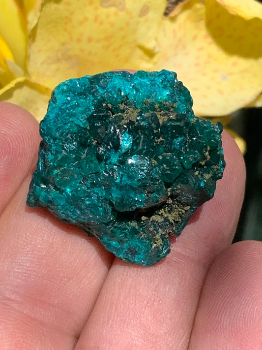Dioptase, spécimen cristalisé de 32mm x 30 x 24 - 31,3 grammes ! Rare et puissante en minéralogie et lithothérapie !