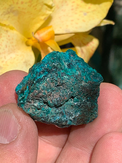 Dioptase, spécimen cristalisé de 32mm x 30 x 24 - 31,3 grammes ! Rare et puissante en minéralogie et lithothérapie !