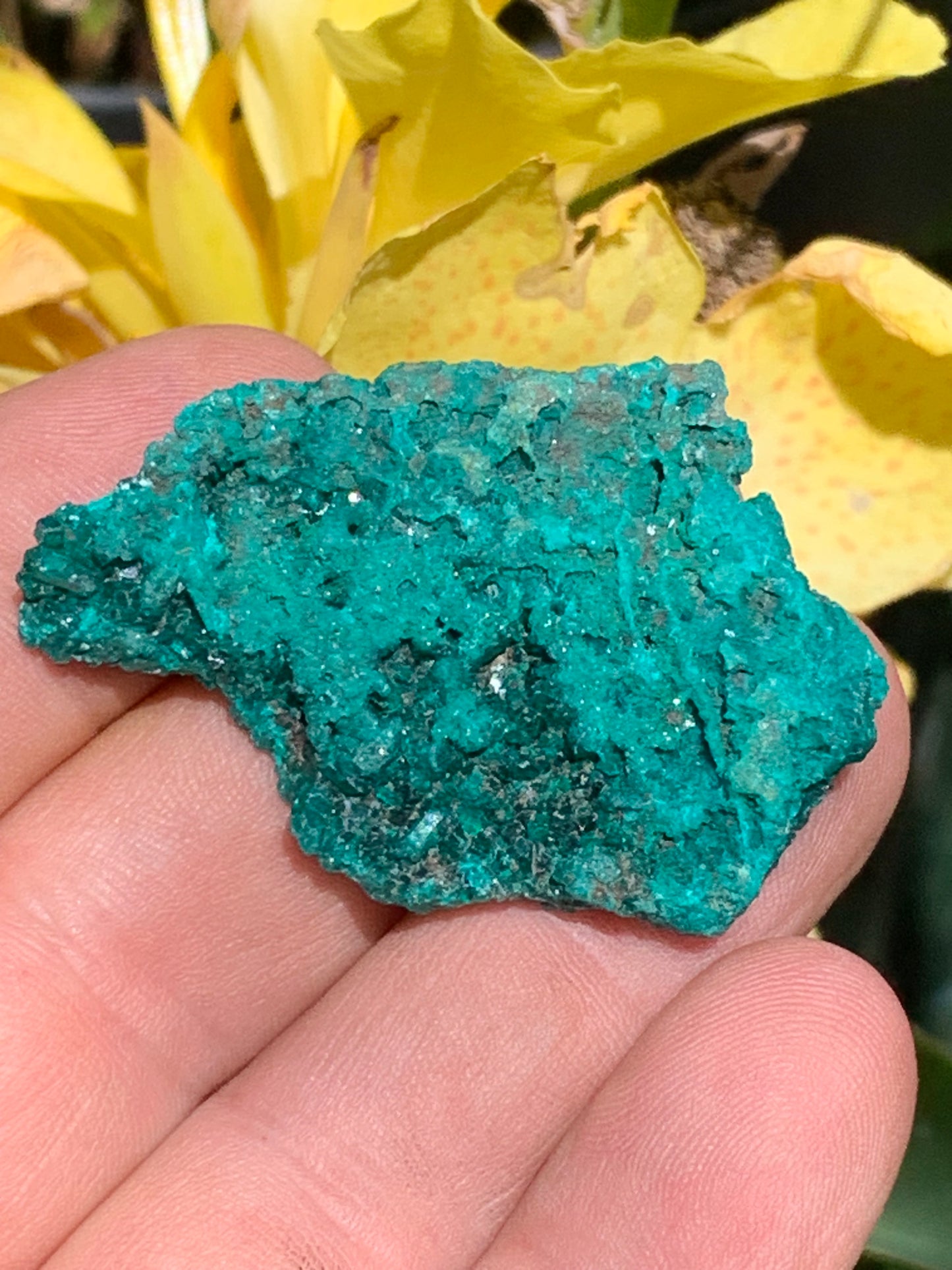 Dioptase, spécimen cristalisé de 50mm x 35 x 11 - 18,10 grammes ! Rare et puissante en minéralogie et lithothérapie !