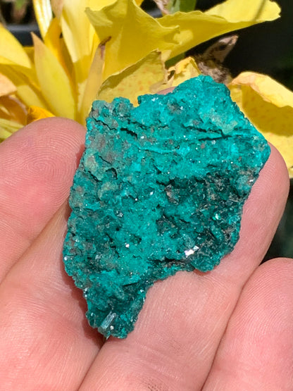 Dioptase, spécimen cristalisé de 50mm x 35 x 11 - 18,10 grammes ! Rare et puissante en minéralogie et lithothérapie !