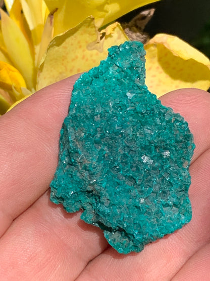 Dioptase, spécimen cristalisé de 50mm x 35 x 11 - 18,10 grammes ! Rare et puissante en minéralogie et lithothérapie !