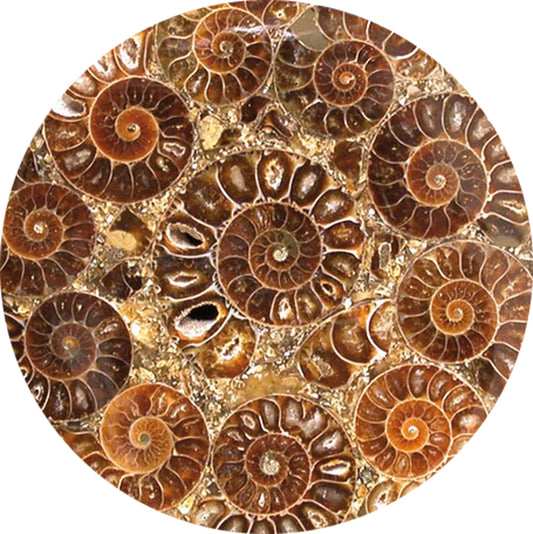 Ammonite, plateau de 7,8 ou 11 centimètres. Parfait pour décoration, collection ou exposition... de 33mm x 28 x 9 - 9,9 grammes. Parfait pour collection, exposition...