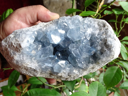 Minéraux, pierre géode druse Célestite/ Célestine ou Quartz Bleu