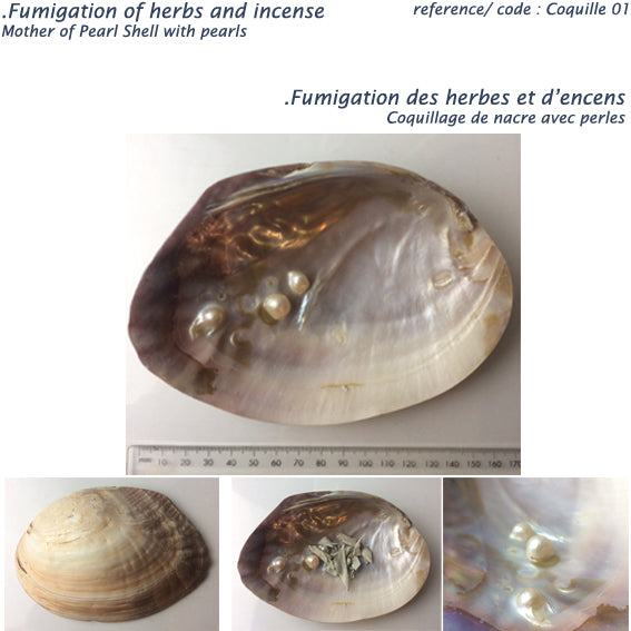 Huitre perlière avec perlages en formation en fond de coquille. Très belles couleurs nacrées ! 15 à 16 centimètres - 110 grammes - Magnifique pièce !
