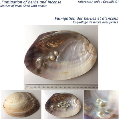 Huitre perlière avec perlages en formation en fond de coquille. Très belles couleurs nacrées ! 15 à 16 centimètres - 110 grammes - Magnifique pièce !