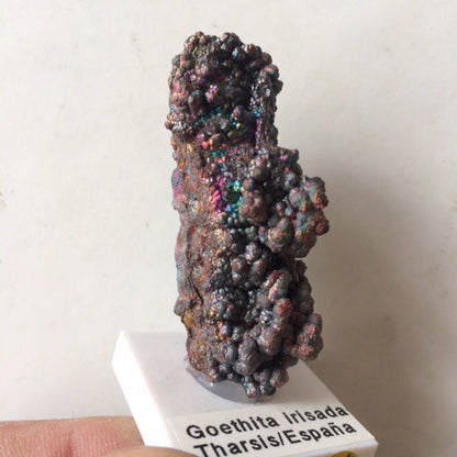 Goethite - Spécimen brut et naturel de 50mm x 20 x 20 - 20 grammes. Magnifique pièce de minéralogie !