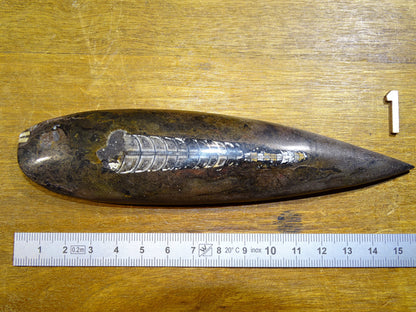 Orthoceras/ Orthocère, spécimen de 16cm x 5 x 2 - 68 grammes. Parfait pour collection, exposition...