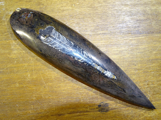 Orthoceras/ Orthocère, spécimen de 16cm x 5 x 2 - 68 grammes. Parfait pour collection, exposition...