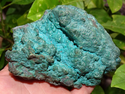 Chrysocolle, superbe spécimen brut de 110 x 90 x 80 - 245 grammes !