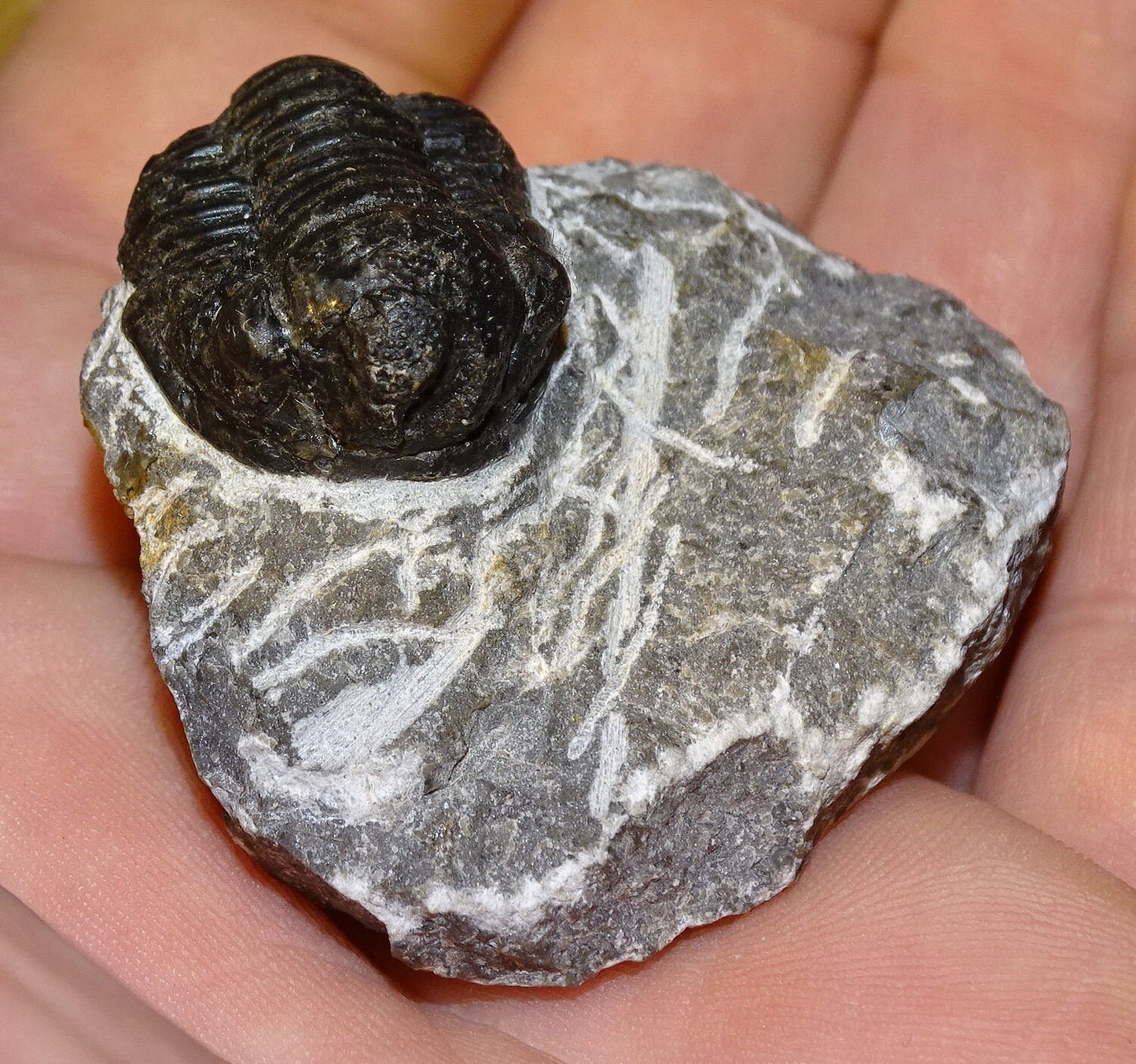 Trilobites Phacops, fossile de 47 mm x 45 x 33 - 65,8 grammes. Parfait pour collection, exposition...