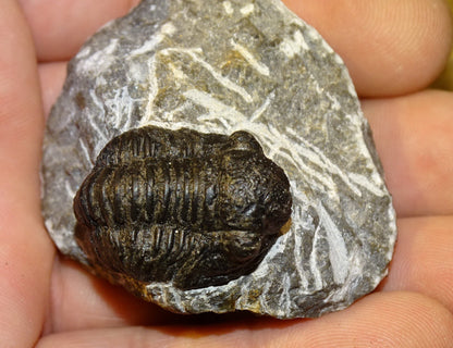 Trilobites Phacops, fossile de 47 mm x 45 x 33 - 65,8 grammes. Parfait pour collection, exposition...