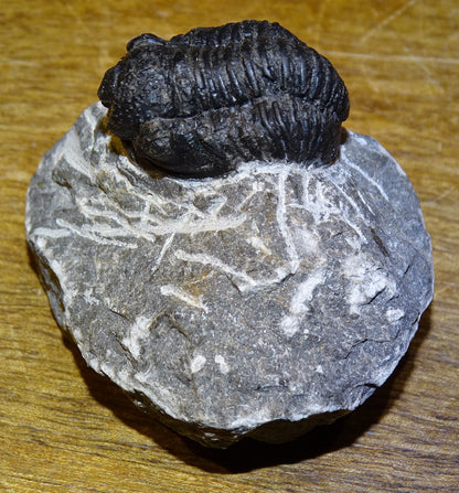 Trilobites Phacops, fossile de 47 mm x 45 x 33 - 65,8 grammes. Parfait pour collection, exposition...