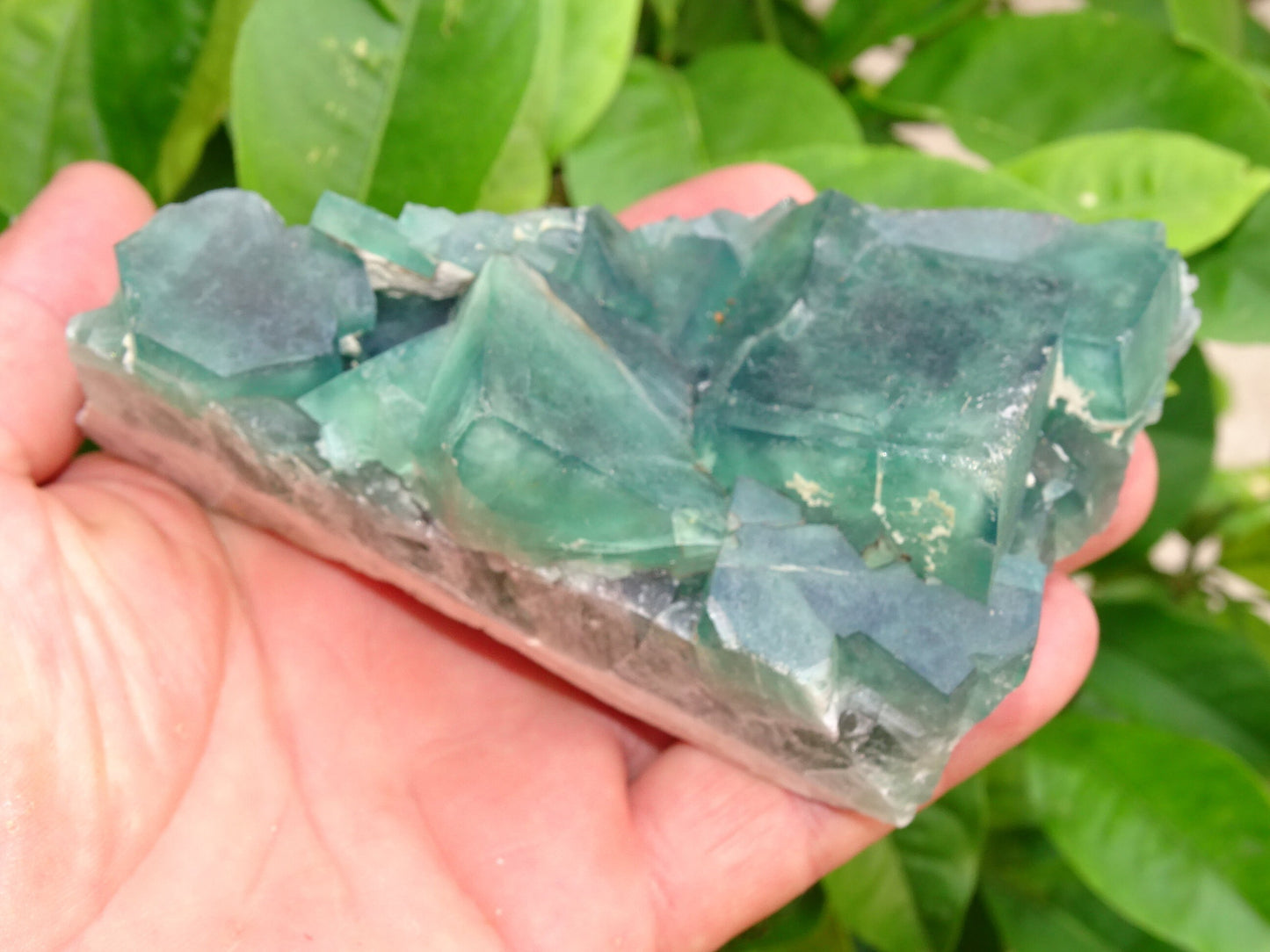 Fluorite verte - Superbe spécimen brut de 128mm x 80 x 43 - 130 grammes. Belle qualité, magnifique pièce !
