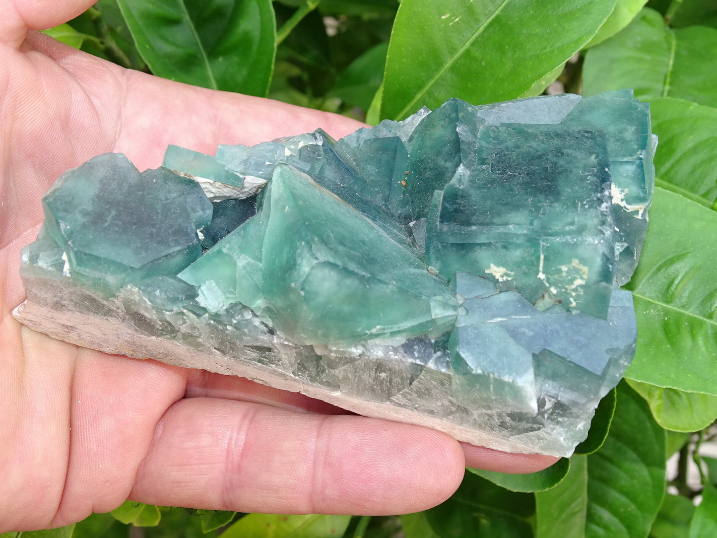Fluorite verte - Superbe spécimen brut de 128mm x 80 x 43 - 130 grammes. Belle qualité, magnifique pièce !