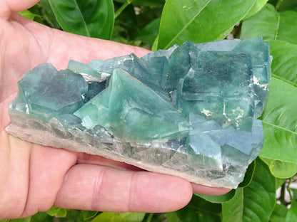 Fluorite verte - Superbe spécimen brut de 128mm x 80 x 43 - 130 grammes. Belle qualité, magnifique pièce !