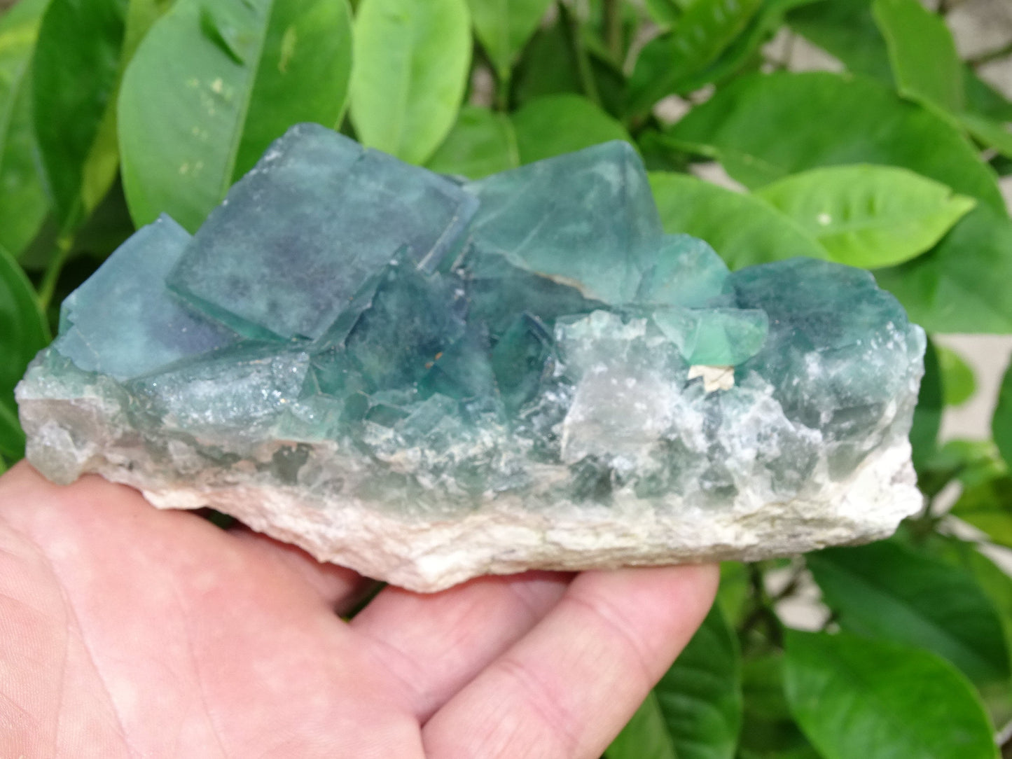 Fluorite verte - Superbe spécimen brut de 128mm x 80 x 43 - 130 grammes. Belle qualité, magnifique pièce !