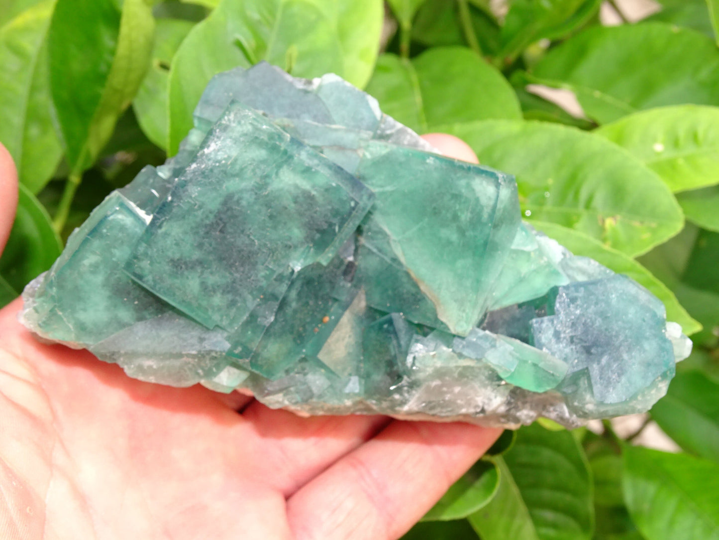 Fluorite verte - Superbe spécimen brut de 128mm x 80 x 43 - 130 grammes. Belle qualité, magnifique pièce !