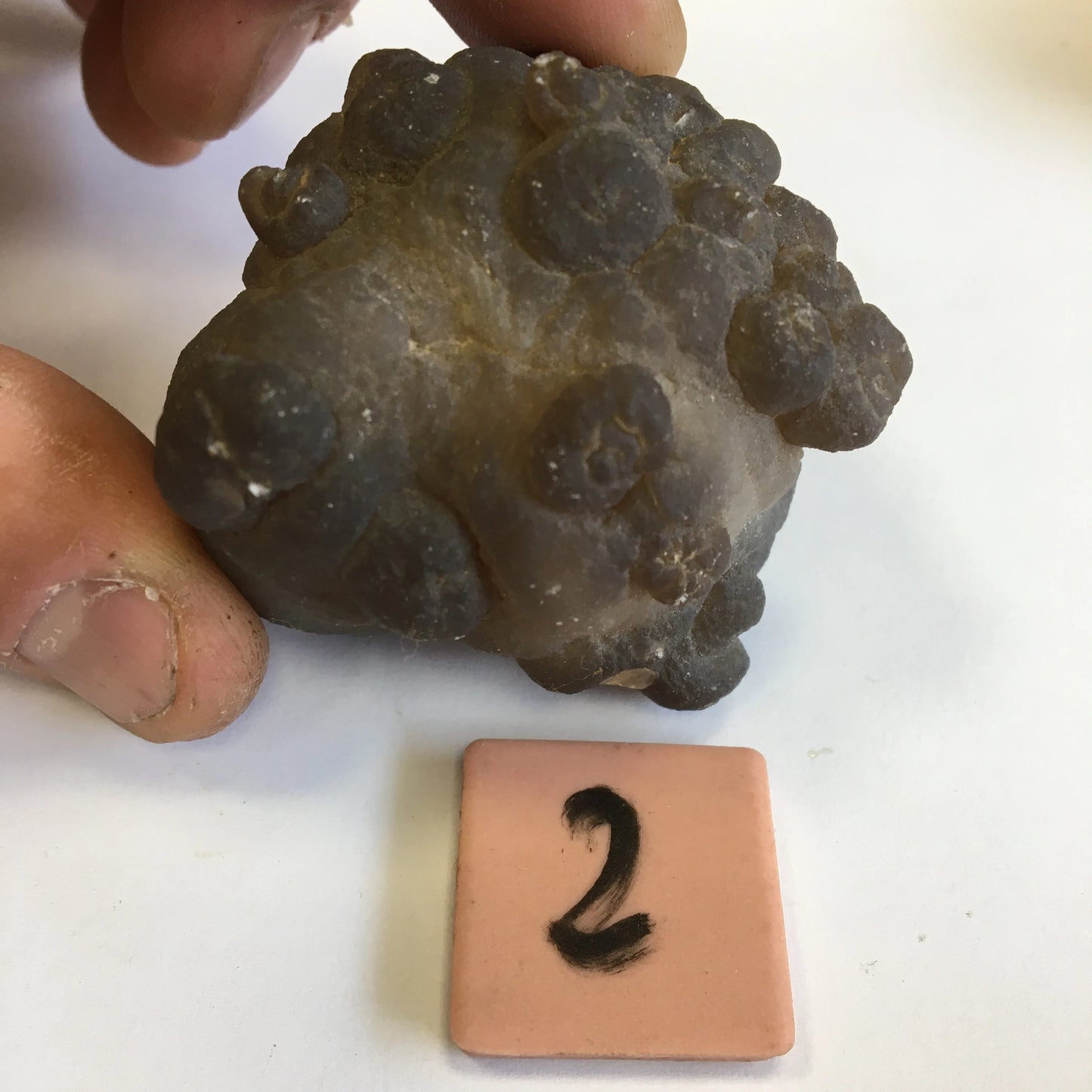 Agate Calcédoine 'Chihuahua', superbes pièces de 70 x 70 x 50 mm en moyenne - 50 grammes environ. Des formes uniques et rare !
