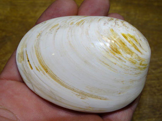 Coquillage bivalve, palourde fossile en calcaire polie, de 80 x 57 x 36 millimètres / 197 grammes. Parfait pour décoration, collection ou exposition...