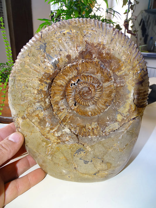 Fossile d'Ammonite dans de la Septaria, pièce unique de 20x20x10 centimètres, 7,7 kilogrammes. En provenance de Madagascar, très belle pièce de minéralogie ! Superbe !