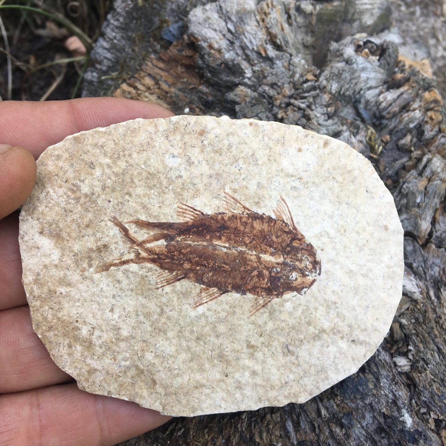 Poisson fossilisé "Knigtia Eocaena" sur plaque de grès de 9,5 x 7,5 x 0,5 centimètres / 51 grammes. Parfait pour décoration, collection ou exposition...