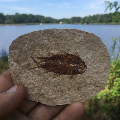 Poisson fossilisé "Knigtia Eocaena" sur plaque de grès de 9,5 x 7,5 x 0,5 centimètres / 51 grammes. Parfait pour décoration, collection ou exposition...