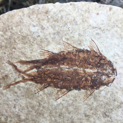 Poisson fossilisé "Knigtia Eocaena" sur plaque de grès de 9,5 x 7,5 x 0,5 centimètres / 51 grammes. Parfait pour décoration, collection ou exposition...