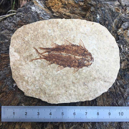 Poisson fossilisé "Knigtia Eocaena" sur plaque de grès de 9,5 x 7,5 x 0,5 centimètres / 51 grammes. Parfait pour décoration, collection ou exposition...