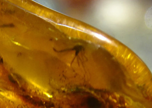 Ambre, spècimen de galet roulé avec insecte à l'intérieur, de 33x20x12 mm. Superbe pièce pour bijouterie ou collection !