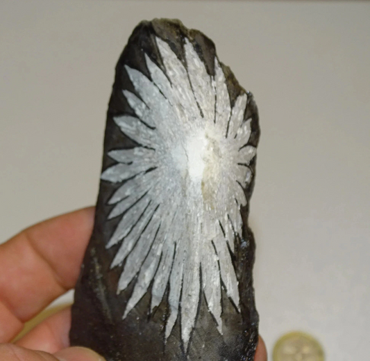 Pierre de Chrysanthème (inclusions en forme de fleurs), de 105mm x 60x52 - 63,8 grammes. Parfait pour décoration, collection ou exposition...