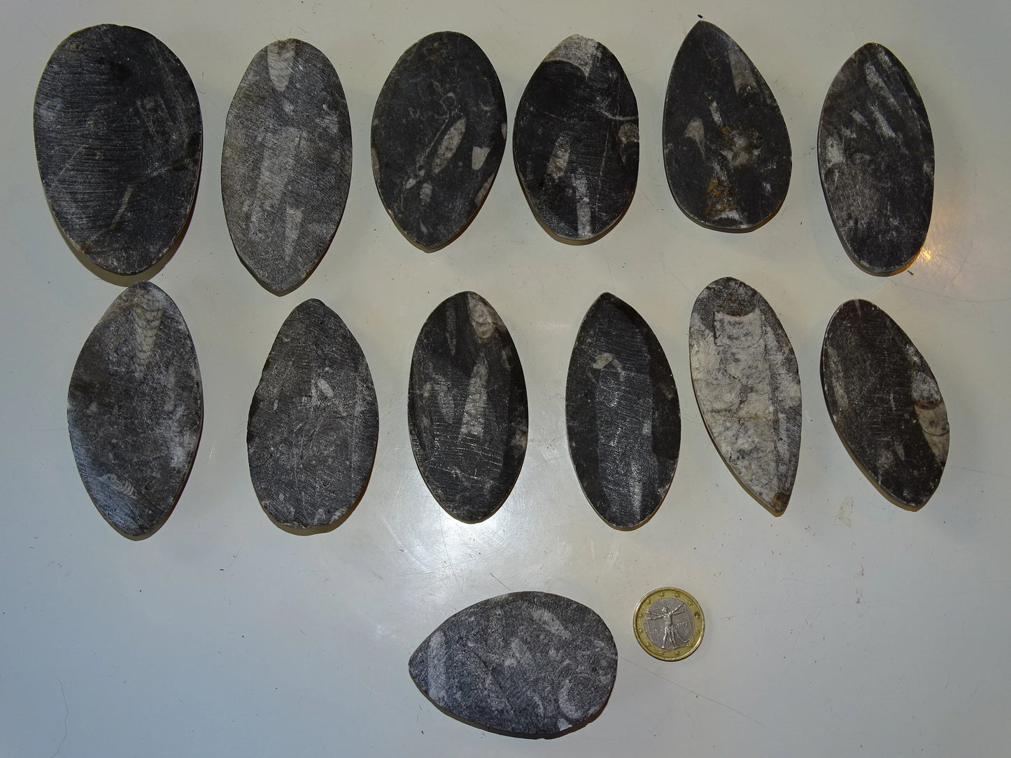 Orthoceras/ Orthocère, sélection de spécimens au choix ou en lot. Parfait pour collection, exposition...