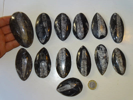 Orthoceras/ Orthocère, sélection de spécimens au choix ou en lot. Parfait pour collection, exposition...