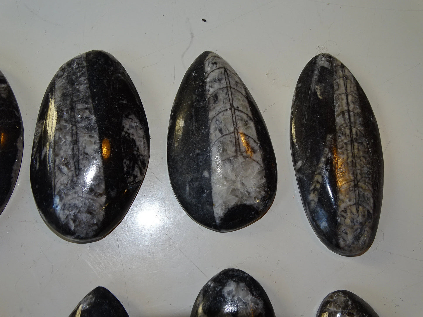 Orthoceras/ Orthocère, sélection de spécimens au choix ou en lot. Parfait pour collection, exposition...