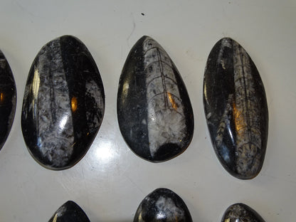 Orthoceras/ Orthocère, sélection de spécimens au choix ou en lot. Parfait pour collection, exposition...