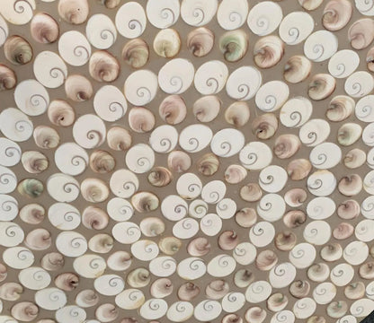 Table Ronde en coqullage d'oeil de Sanite-Lucie, 70 x 3 cm. Parfait pour fabriquer la table de vos rêves ou en décoration, exposition...